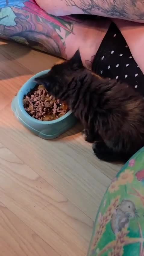 British Shorthair cats for sale: Ferns last litter  - Video 1
