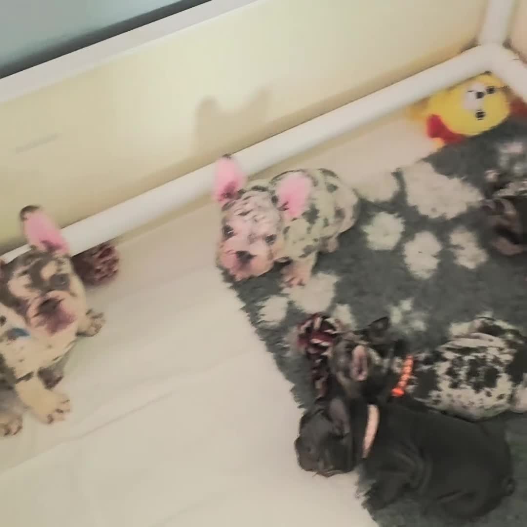 French Bulldog dogs for sale: 💯 READY TO LEAVE 💥 2 BOYS AVAILABLE 💯 - Video 4