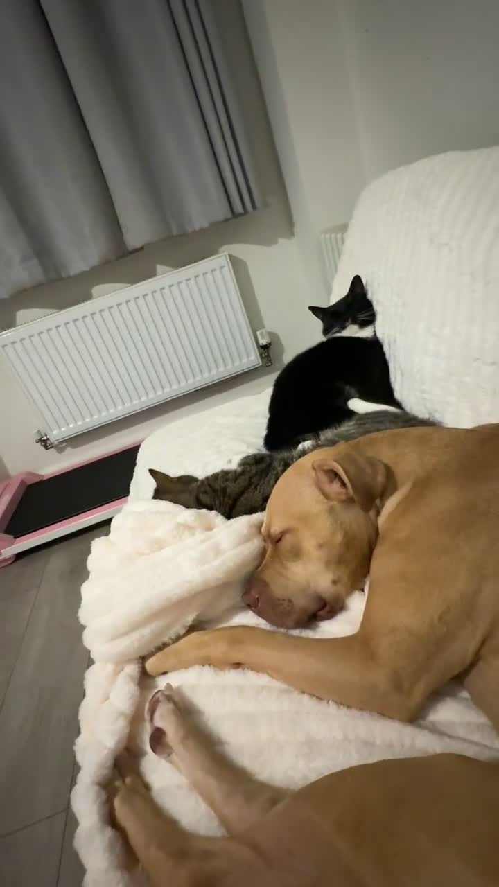 Mixed Breed dogs for sale: American staff for sale  in Witney - Video 1
