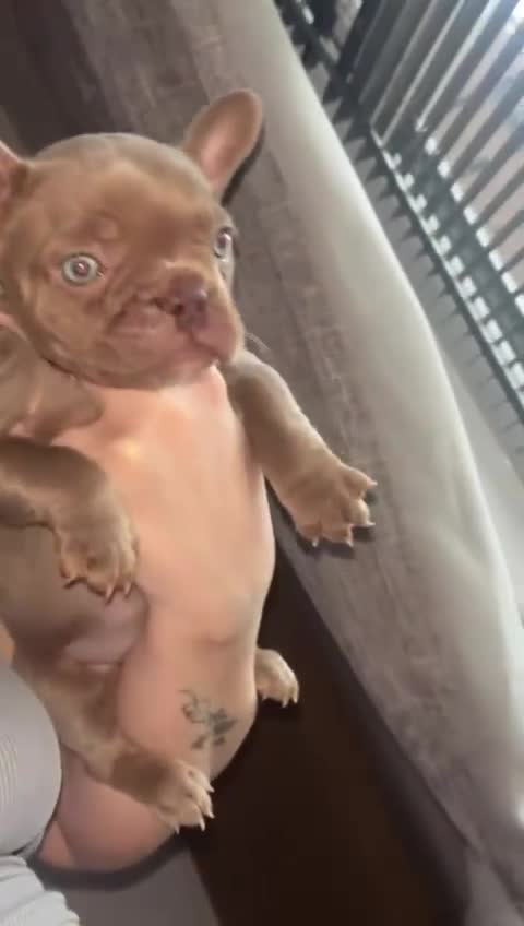 French Bulldog dogs for sale: Beautiful french bulldog puppy  - Video 1