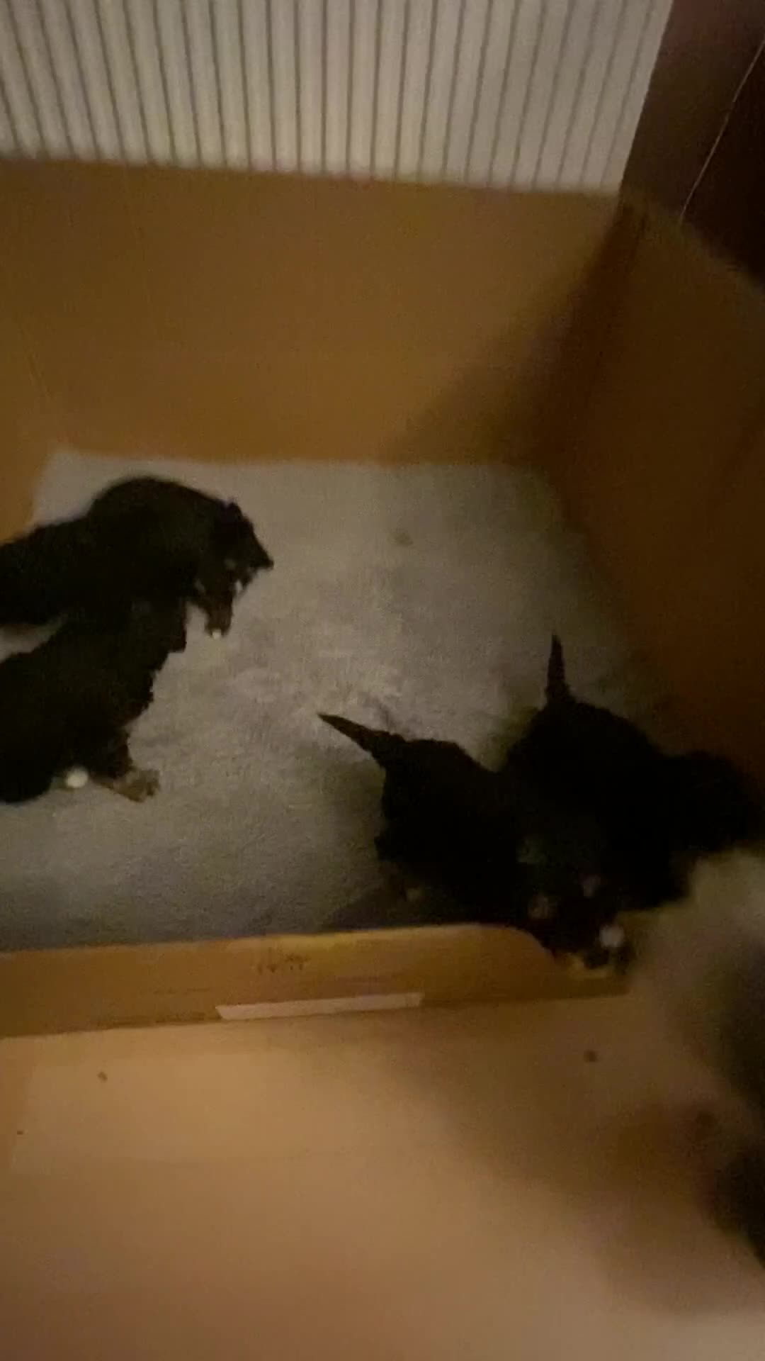 Cavapoochon dogs for sale: Beautiful Rare Phantom Toy Cavapoochon Puppies - Video 1