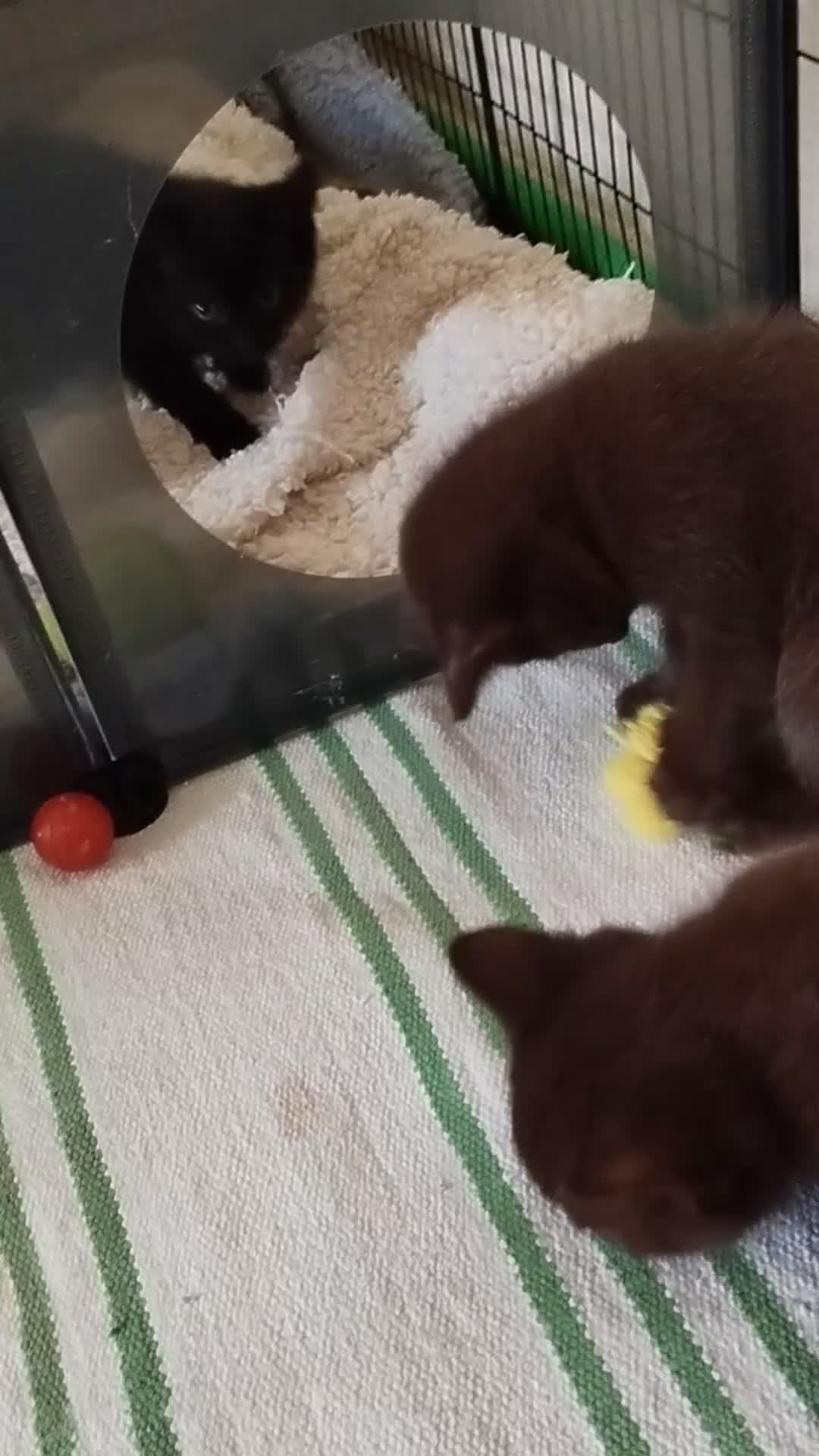 British Shorthair cats for sale: Rare Chocolate & Black Kittens – Ready Now 🐾 - Video 4