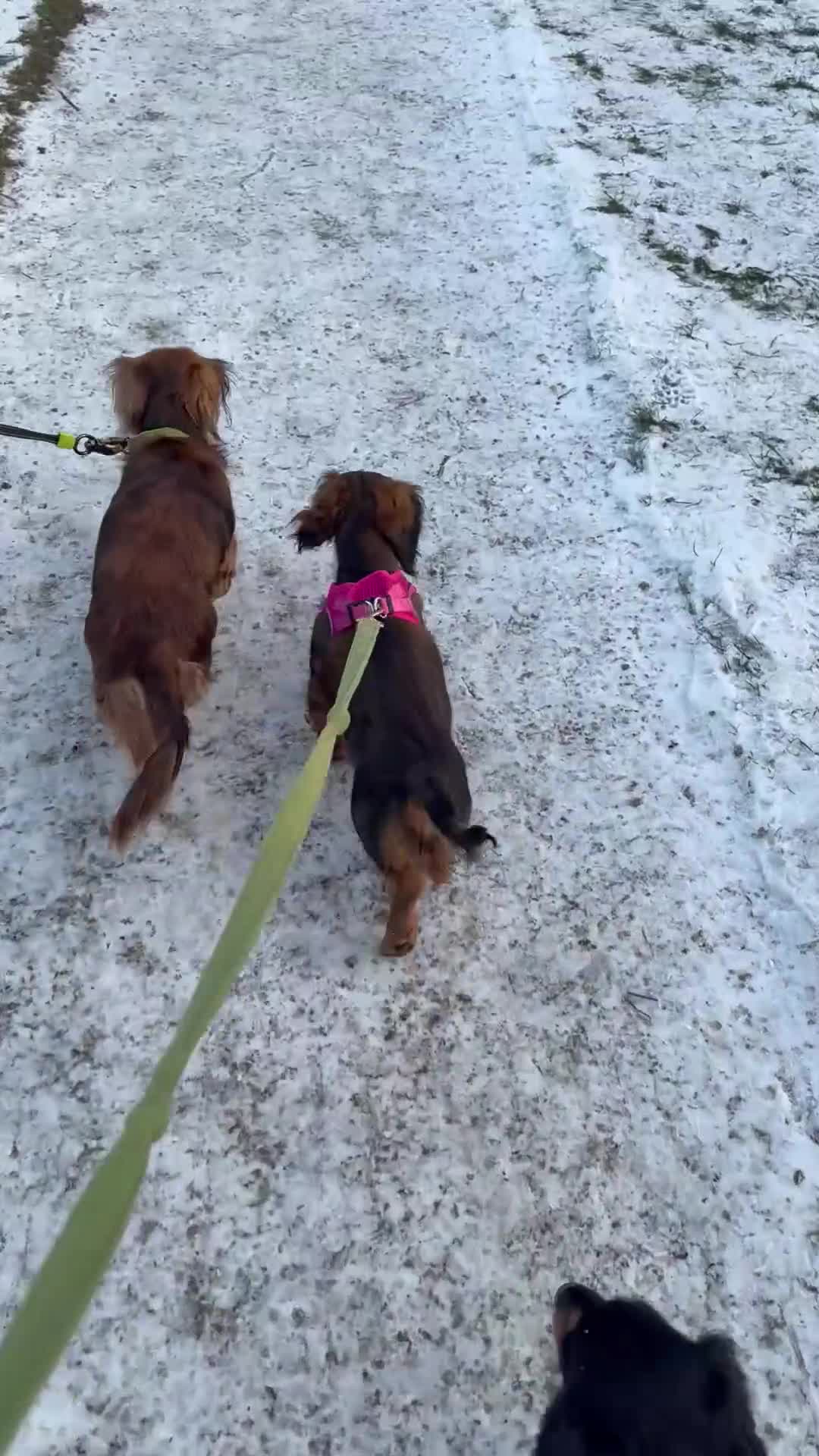 Dachshund dogs for sale: Hector and Ariana  - Video 1