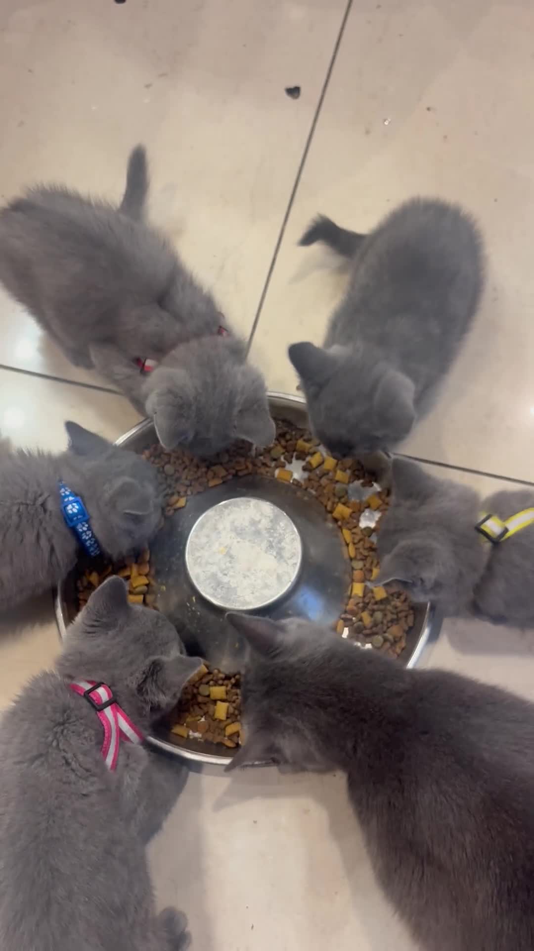 British Shorthair cats for sale: British Shorthair kittens  - Video 2