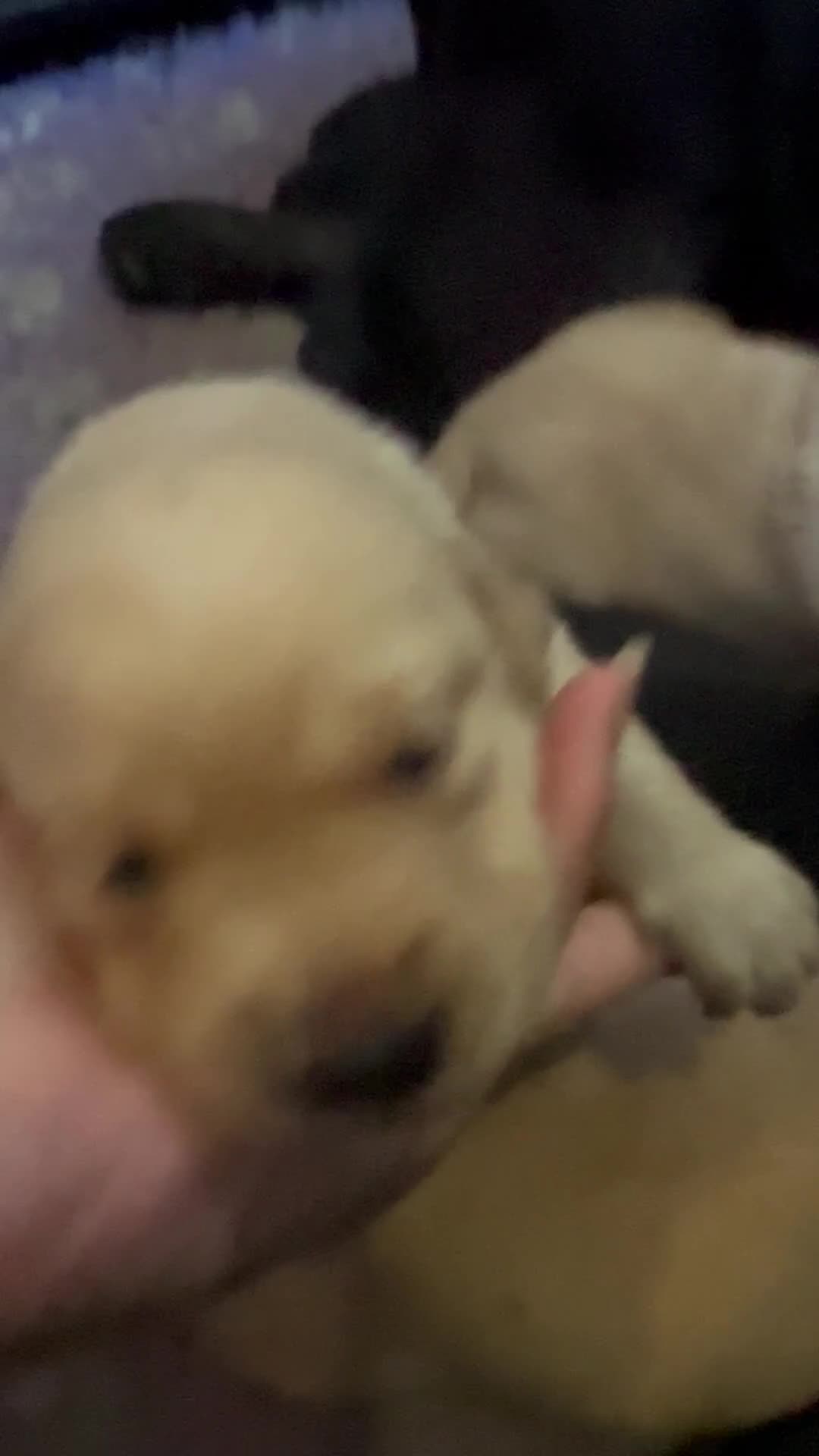 Labrador Retriever dogs for sale: Stunning KC Registered FoxRed/Black Labrador Pups  - Video 2