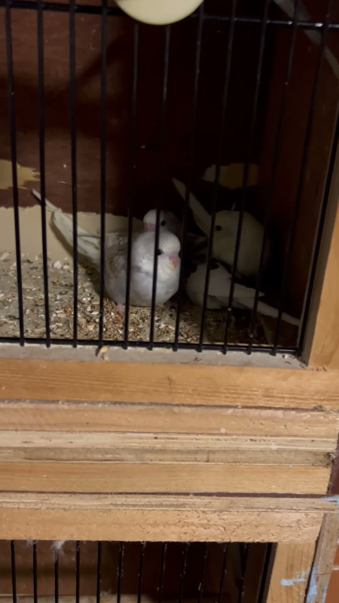 Budgerigars birds for sale: Young Budgies’s ready to leave - Video 3