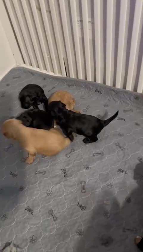 Schnoodle dogs for sale: Gorgeous American Toy Schnoodle Puppies For Sale - Video 1