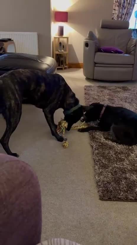 Mixed Breed dogs for adoption: Ember is a 4.5 year old Belgian mali x GSD - Video 1