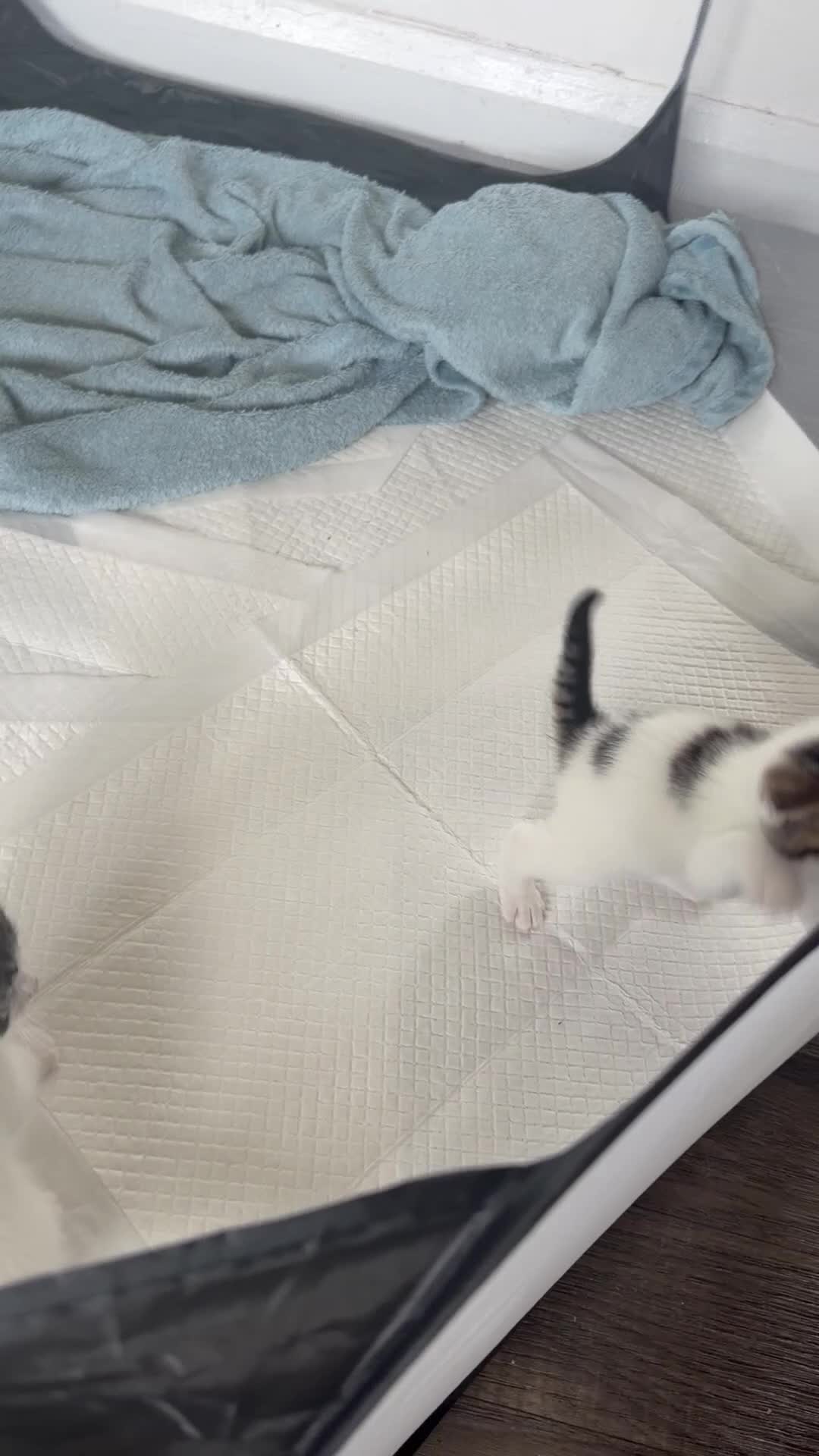 Mixed Breed cats for sale: 3 girls  in Nottingham - Video 1