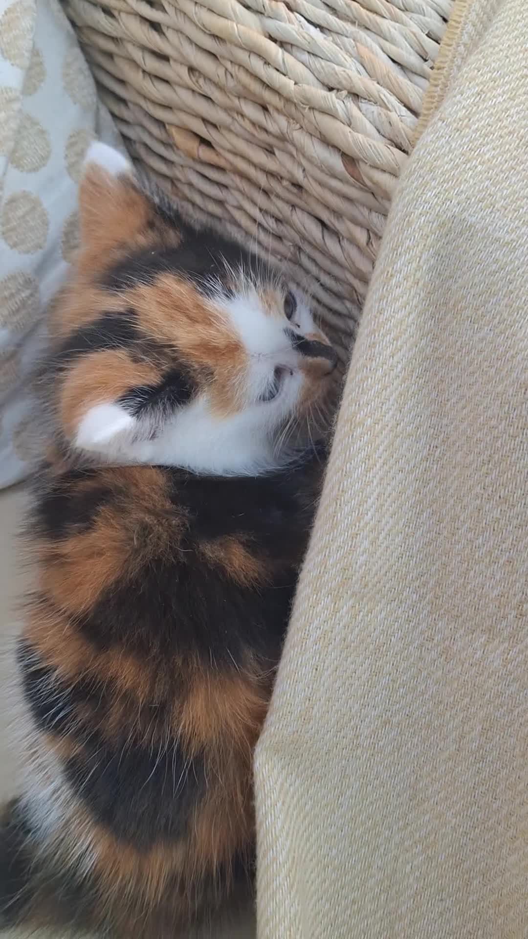 Mixed Breed cats for sale: 3 adorable little kittens for sale  - Video 1