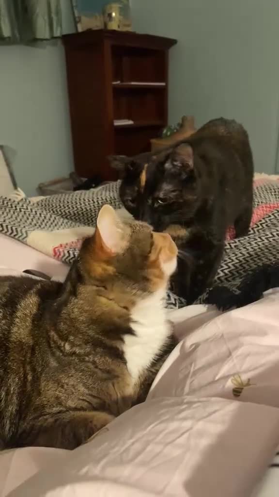 Mixed Breed cats for sale: Free: Tigrina and Ombra, sweet and playful sisters - Video 1