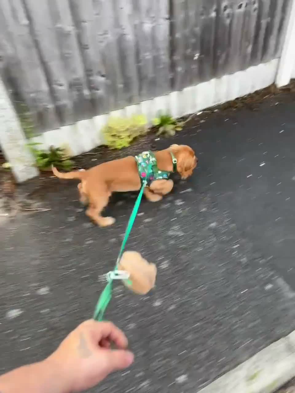 Cockalier dogs for sale: 6 months old Cockalier  - Video 1