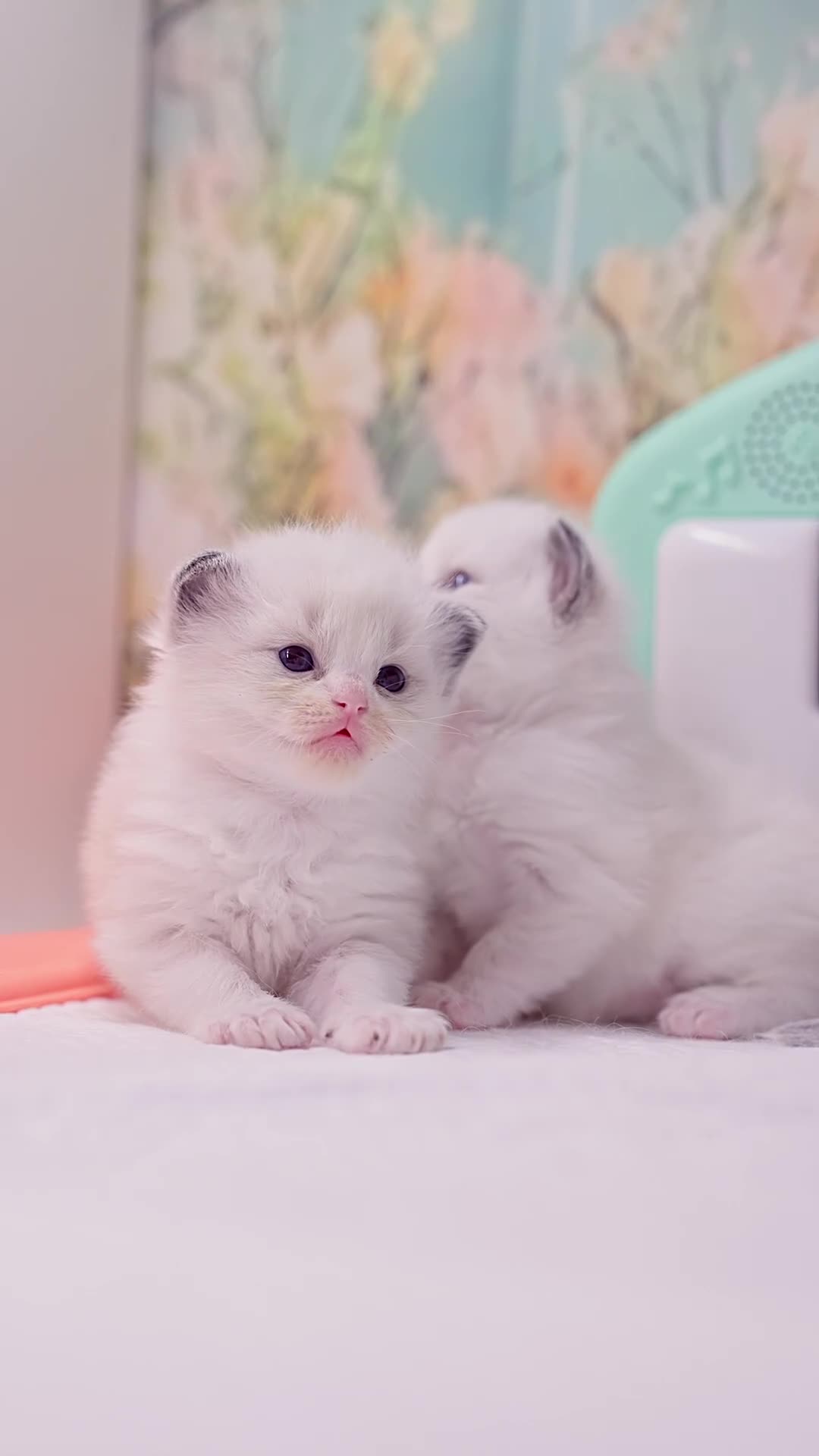 Ragdoll cats for sale: Ragdoll Kitten Boy ZPAA Champion! - Video 2