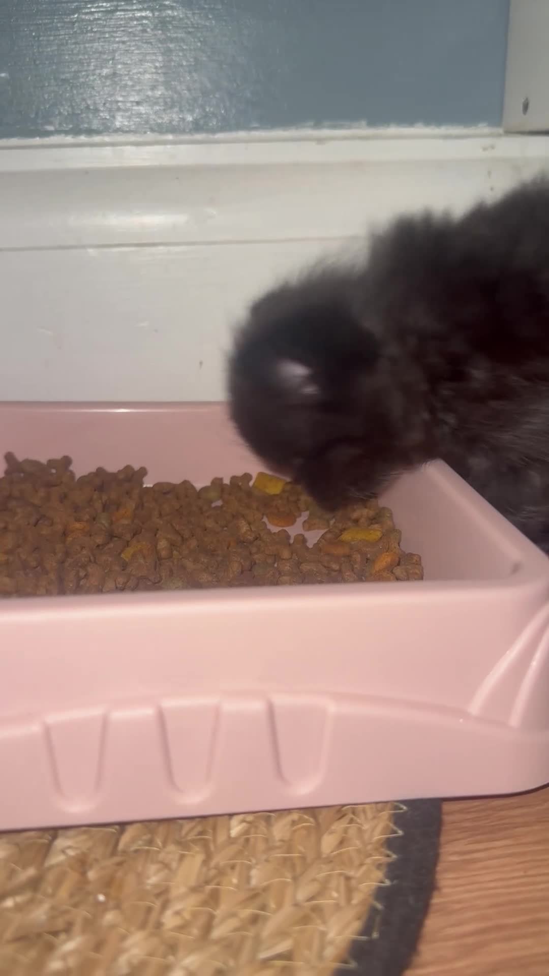 Mixed Breed cats for sale: BSH x Persian Kittens  - Video 2