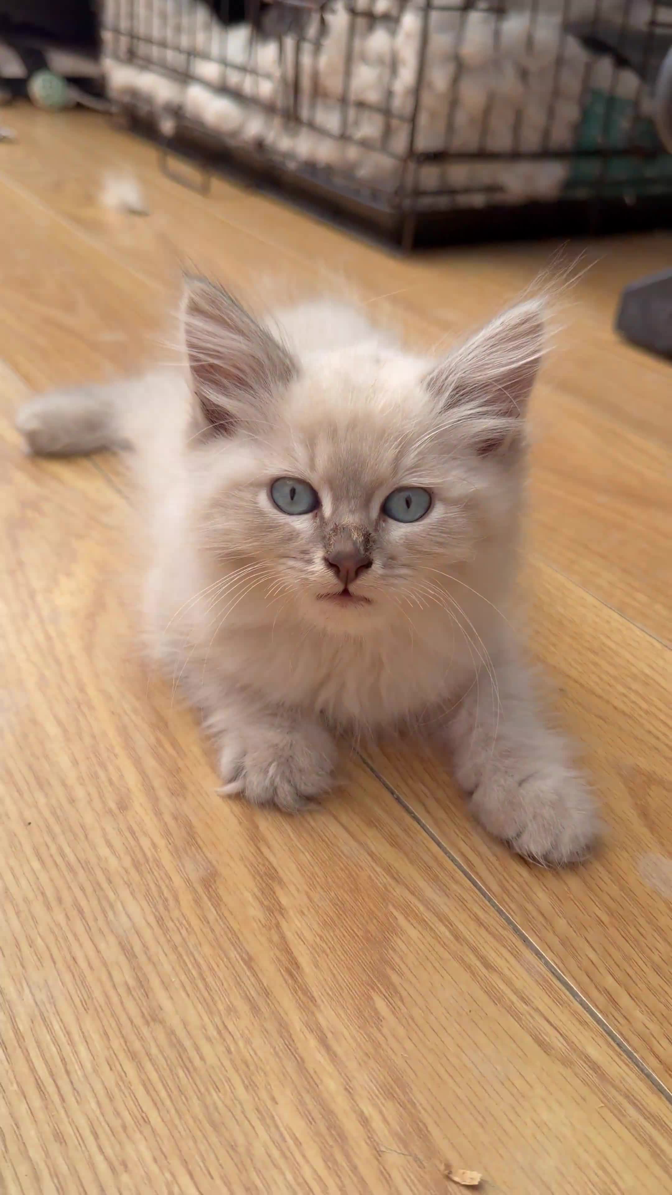 Siberian cats for sale: Adorable Siberian Neva Masquerades - Video 2
