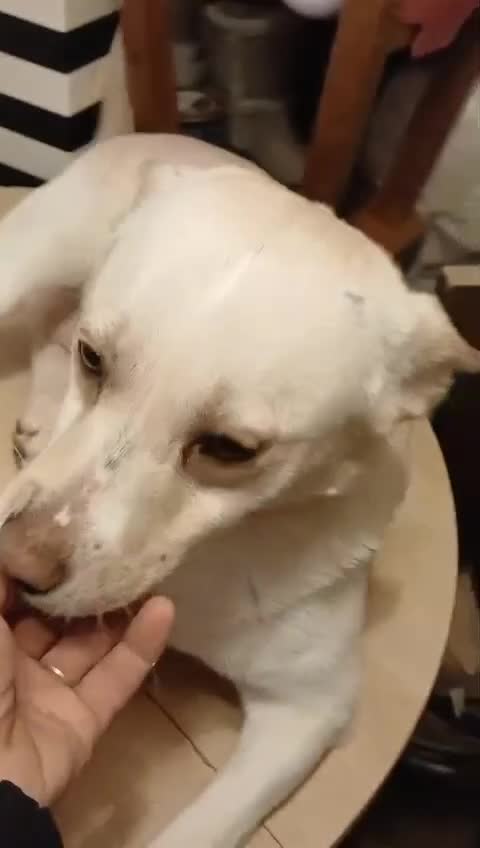 Mixed Breed dogs for adoption: 🐾 PANDORA – Ready to Be Someone’s Everything ❤️ - Video 1