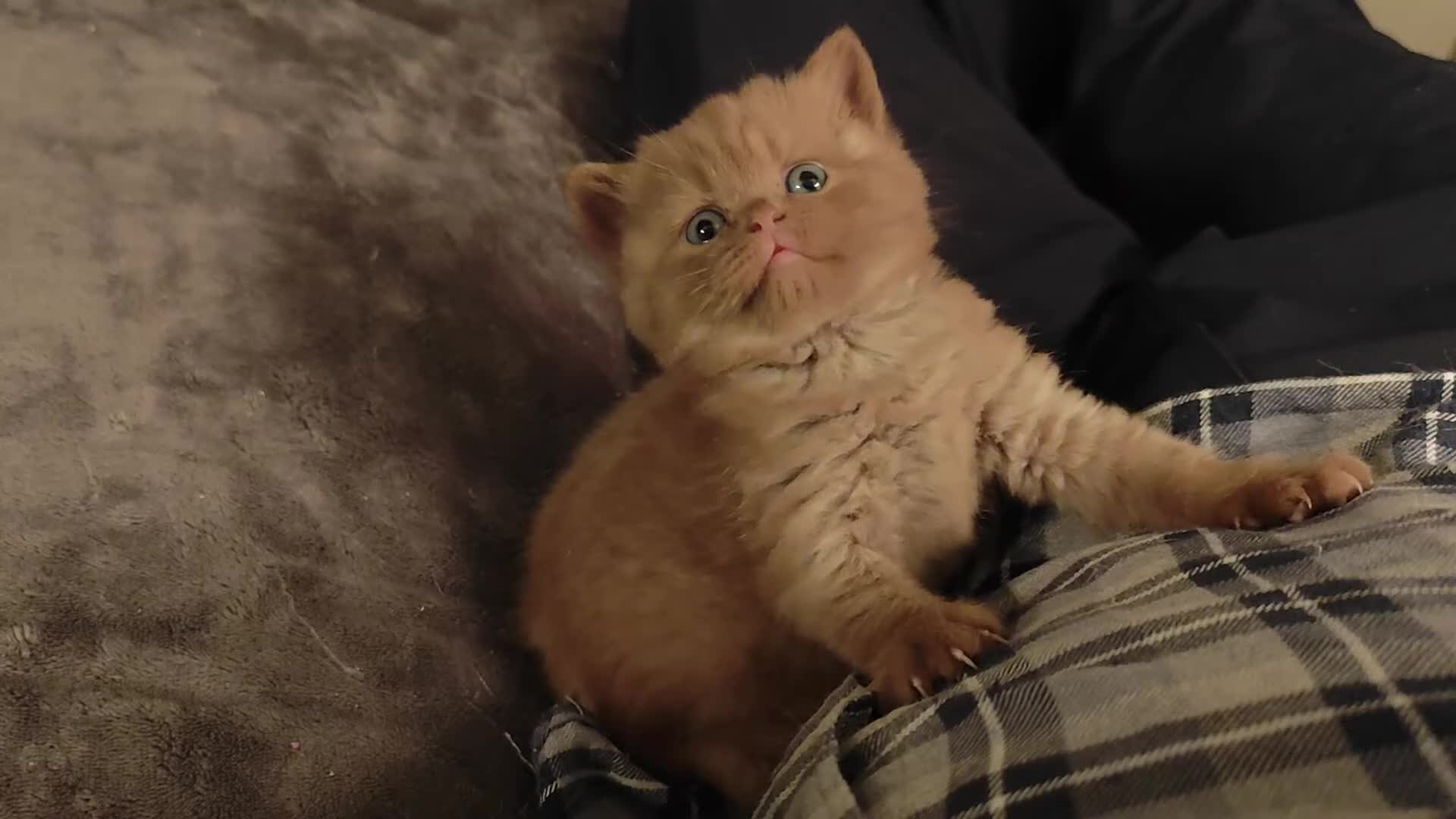 British Shorthair cats for sale: Cinnamon, Lilac & Ginger TICA Reg - Video 4