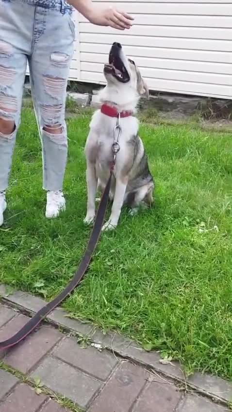 Mixed Breed dogs for adoption: 💖🐶 NINA 🐶💖 - Video 1