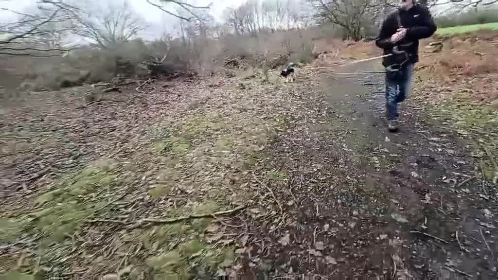 Mixed Breed dogs for adoption: Rocky Bluetick Coonhound  - Video 2