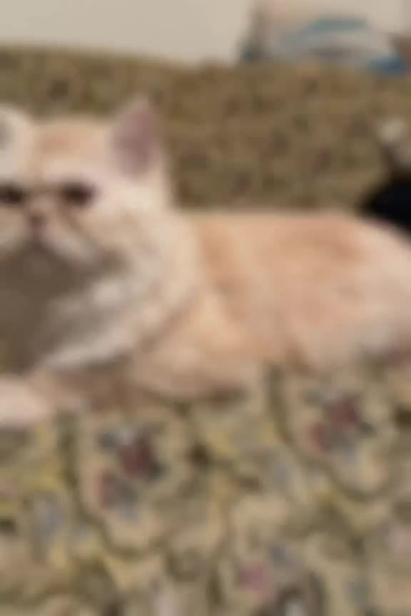Persian cats for sale: Cream Persian for sale  in Sheffield - Video 1