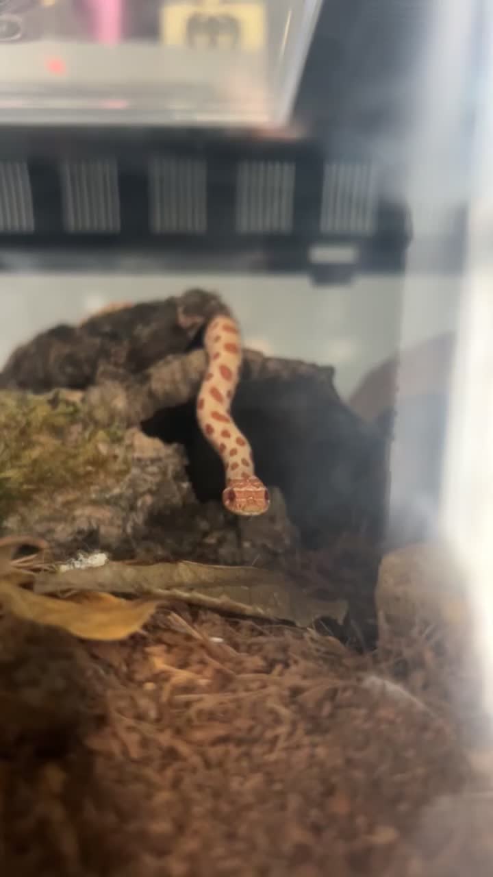 Snake reptiles for sale: Albino Weston hognose  - Video 1