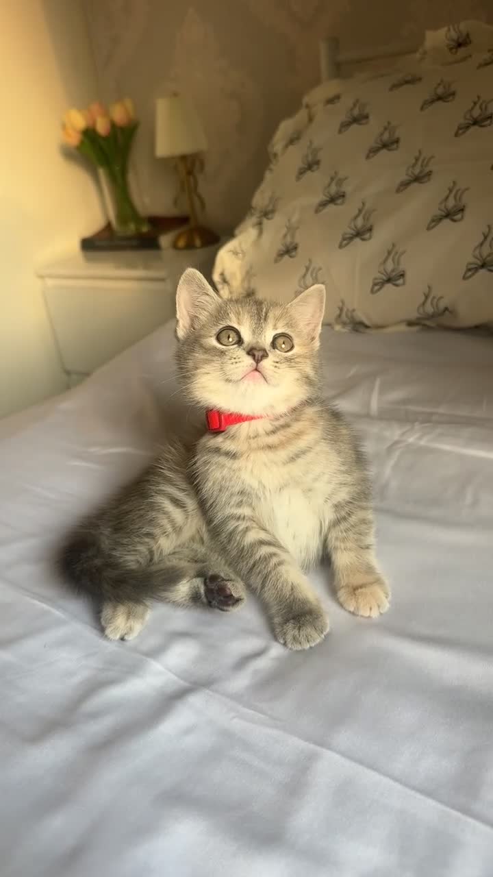 Persian cats for sale: Gorgeous persian kitten  - Video 1