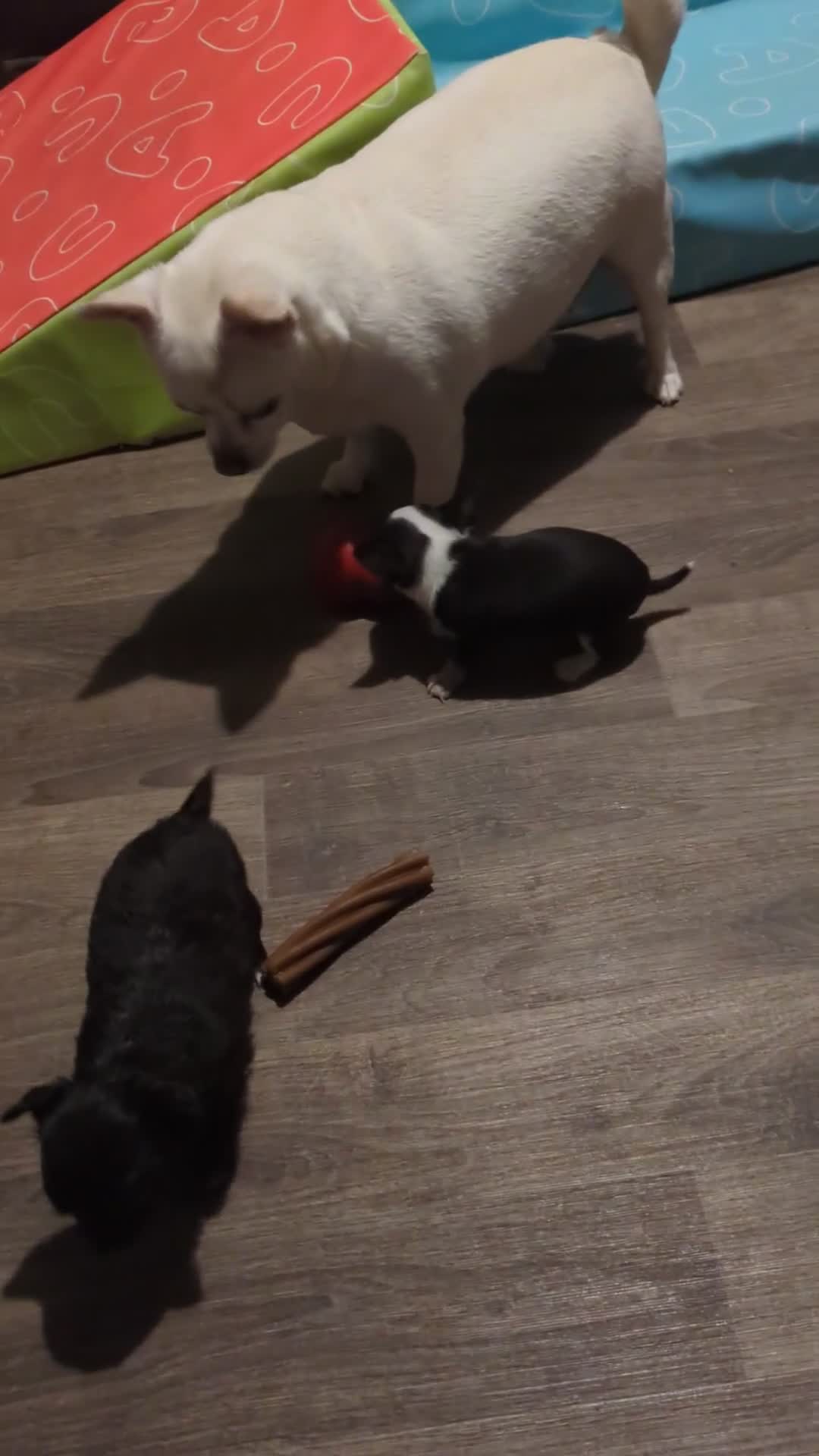 Chihuahua dogs for sale: Rare colour and tiny pedigree Chihuahuas  - Video 2