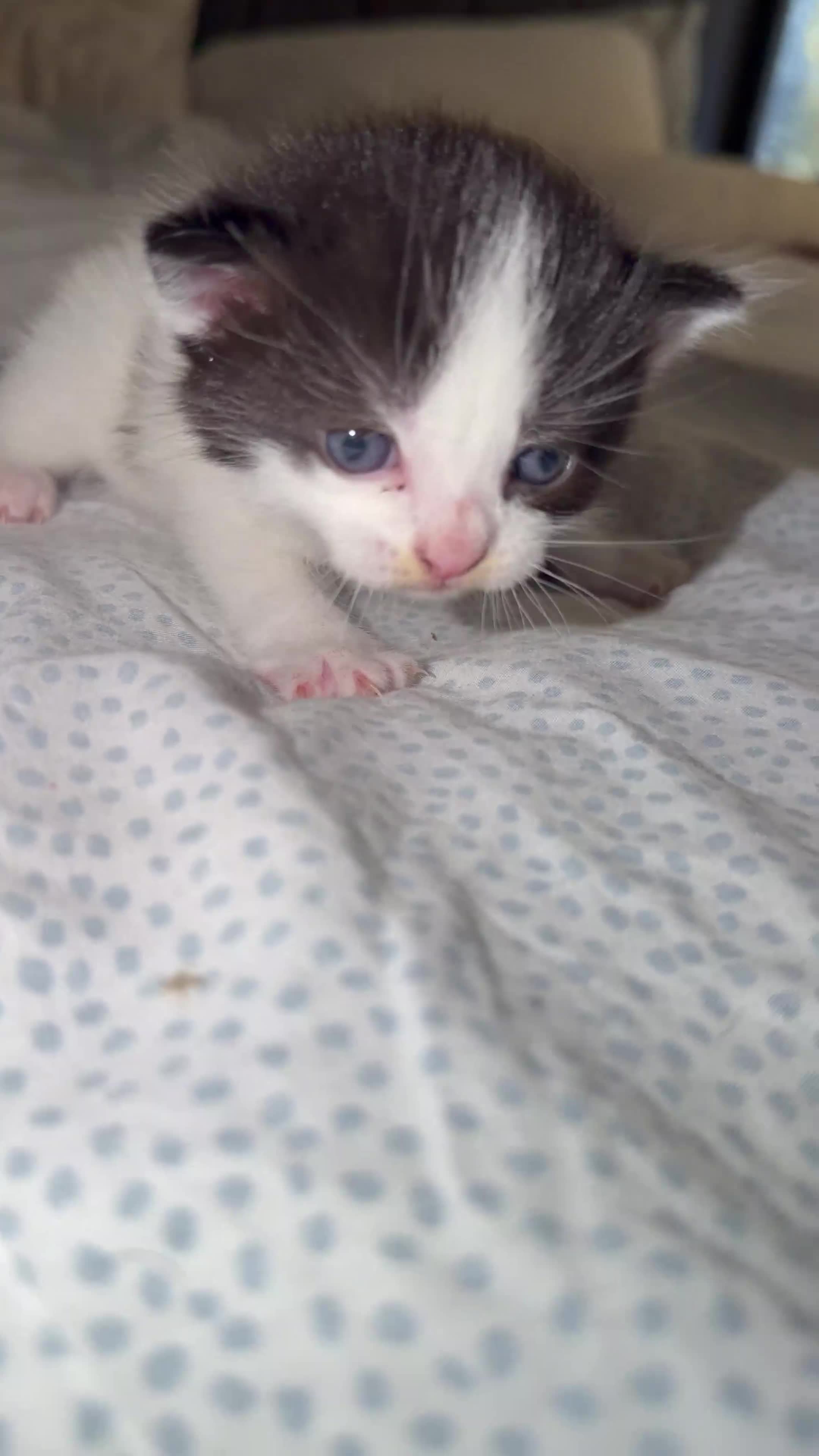 Ragdoll cats for sale: Ragdoll kittens for sale  - Video 2