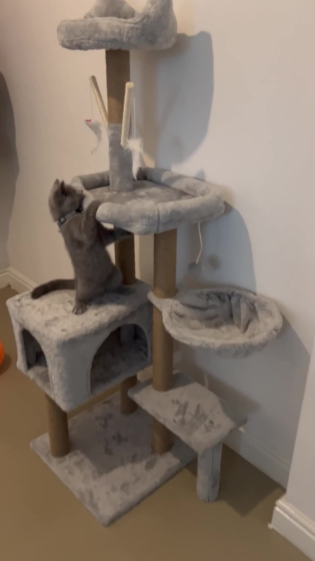 British Shorthair cats for sale: British short hair kitten - Video 1