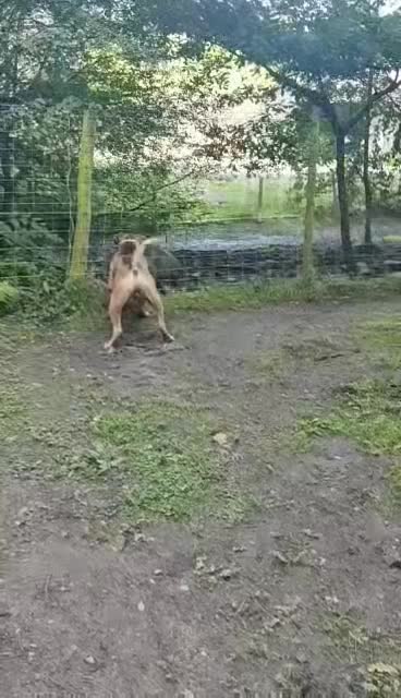 Cane Corso dogs for stud: Beautiful Heavy Cane corso Male for Stud  in Tewkesbury - Video 1