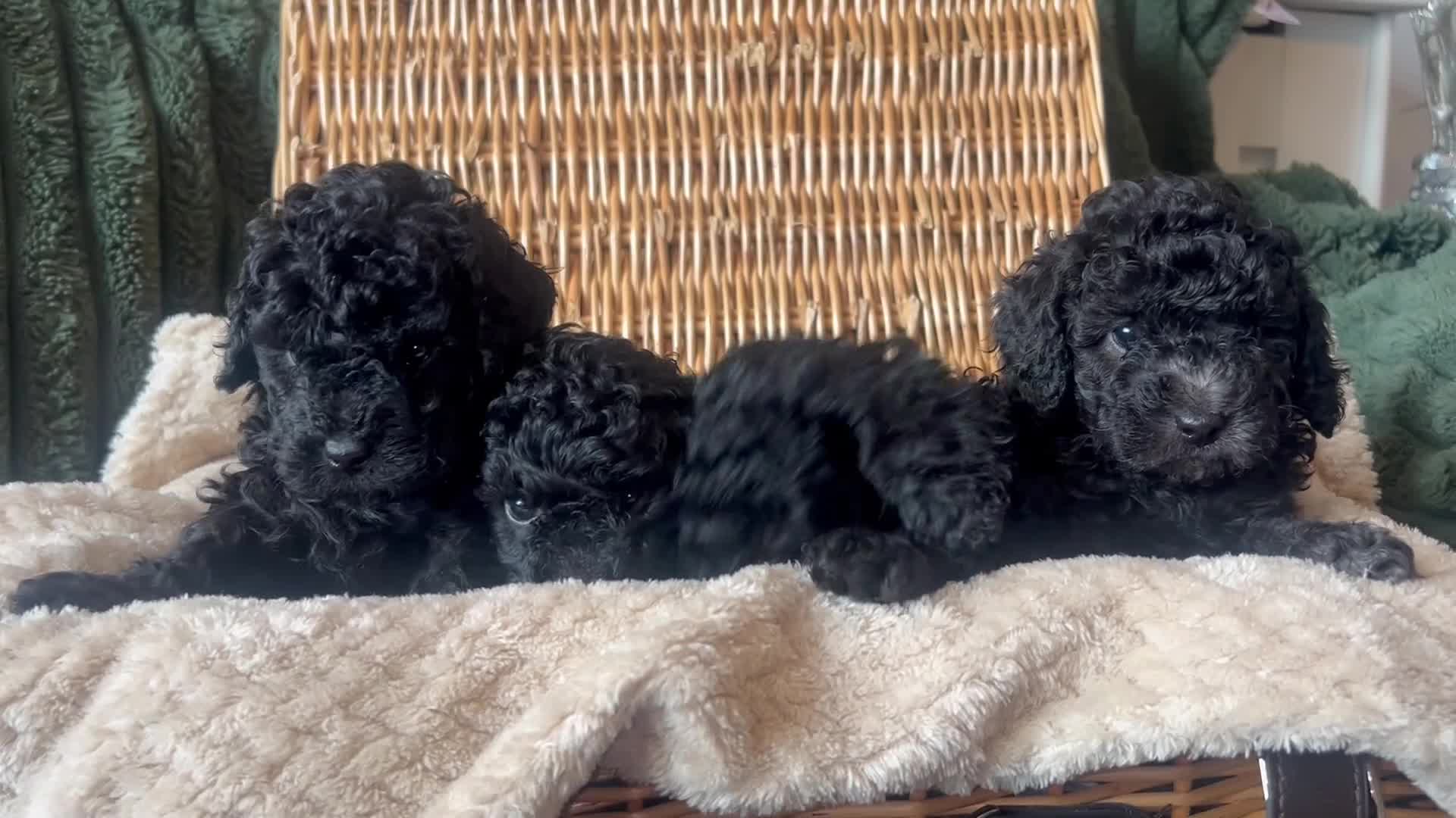 Toy Poodle dogs for sale: KC Toy Poodle Puppies, Champion Lines Final Litter - Video 1