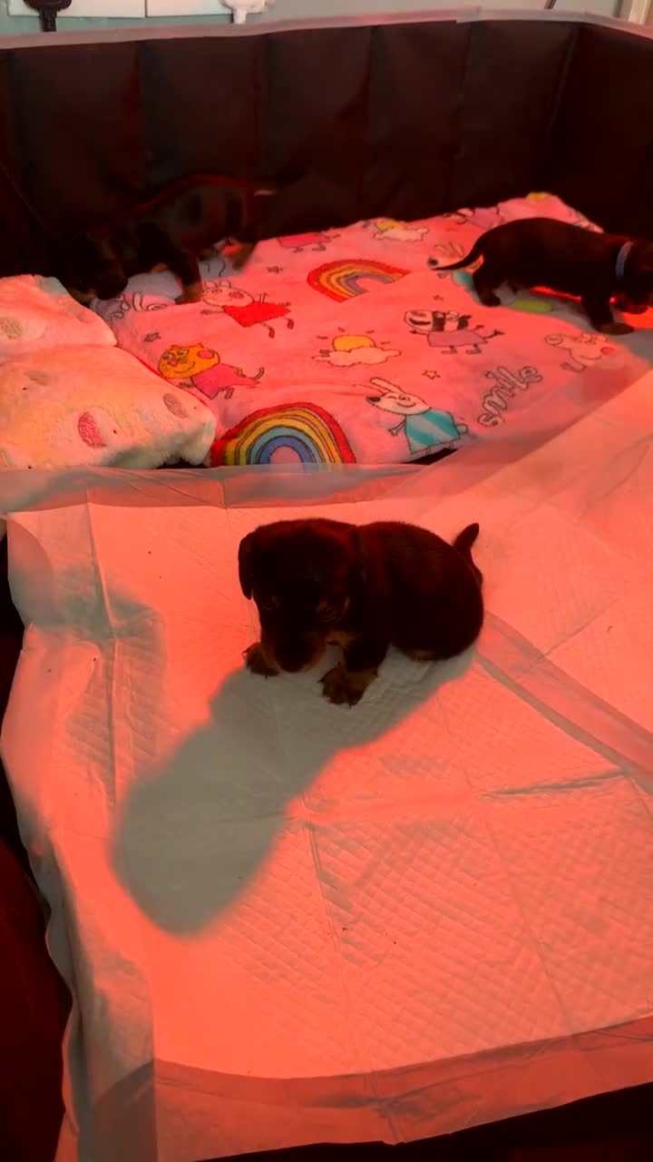 Miniature Dachshund dogs for sale: Beautiful Miniature Dachshund Puppy’s For Sale  - Video 1