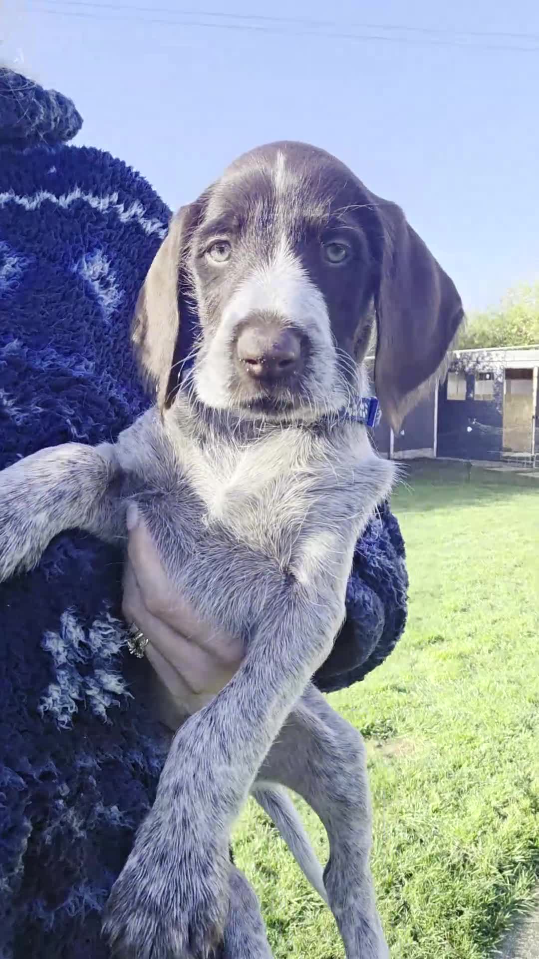 German Wirehaired Pointer dogs for sale: German Pointer GWP Puppies not GSP - Video 5