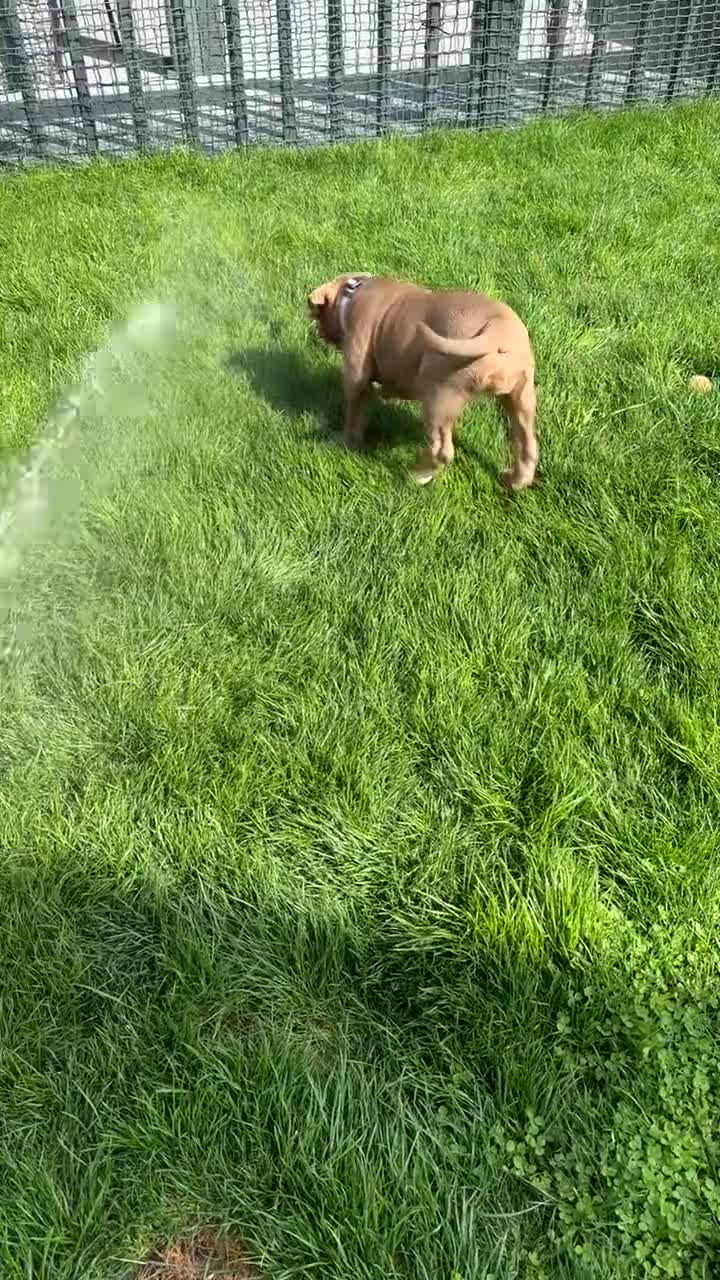 Olde English Bulldogge dogs for sale:  1 NEBBR Lilac & white female left!!  in Bury Saint Edmunds - Video 1