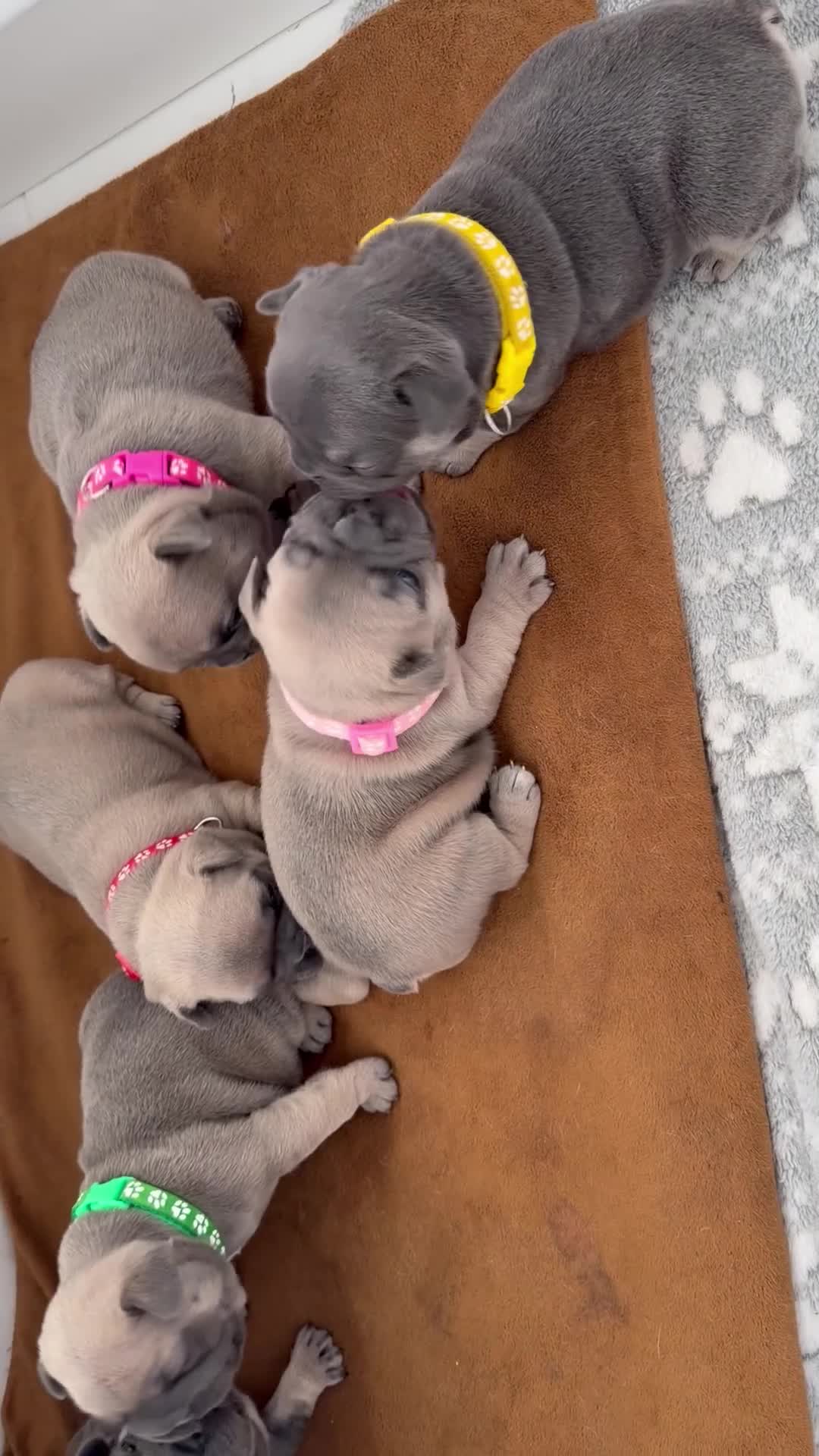 French Bulldog dogs for sale: French Bulldog Puppys - Video 1