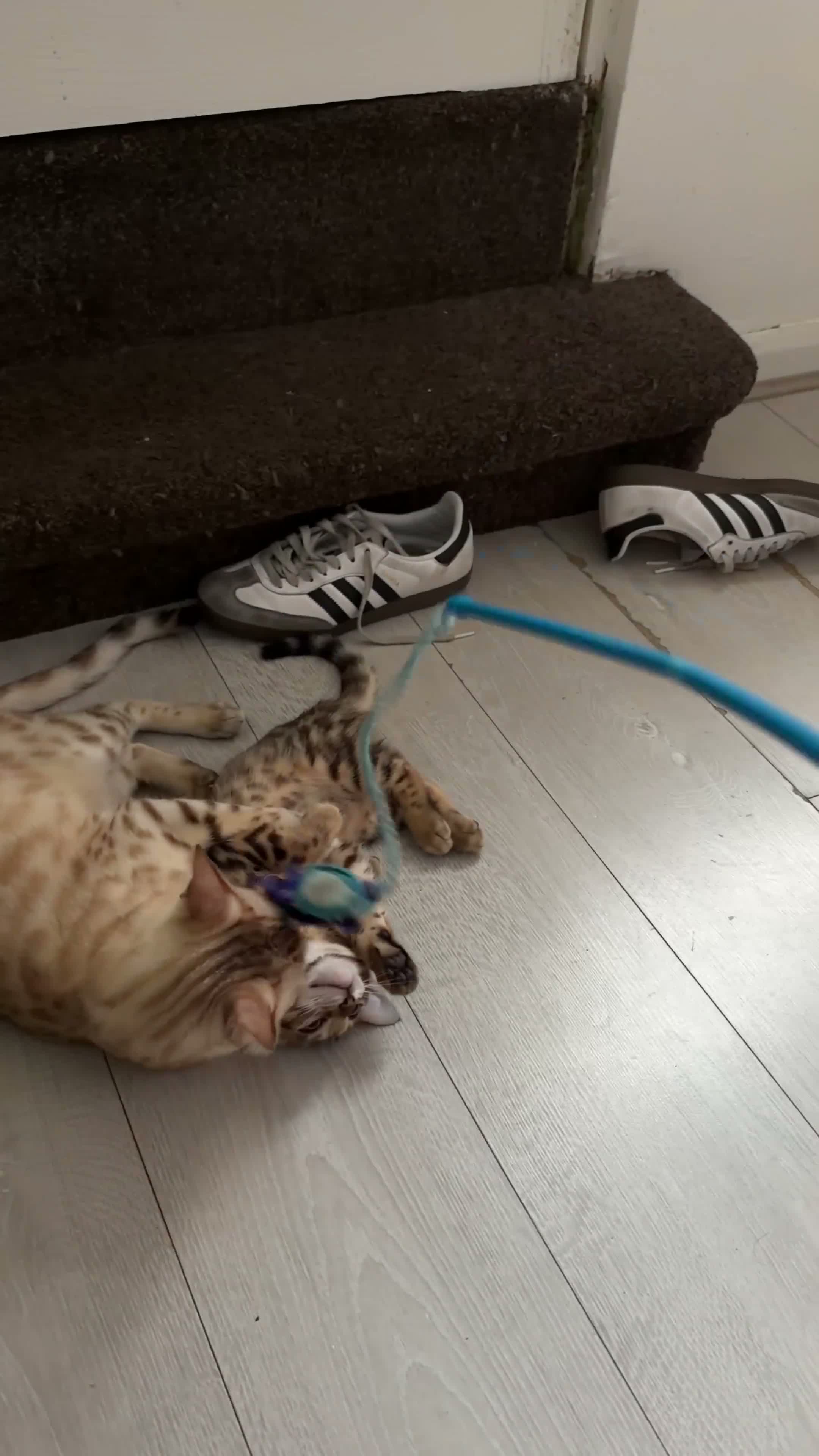 Bengal cats for sale: 🐾 Beautiful Bengal Kittens 🐾 - Video 2