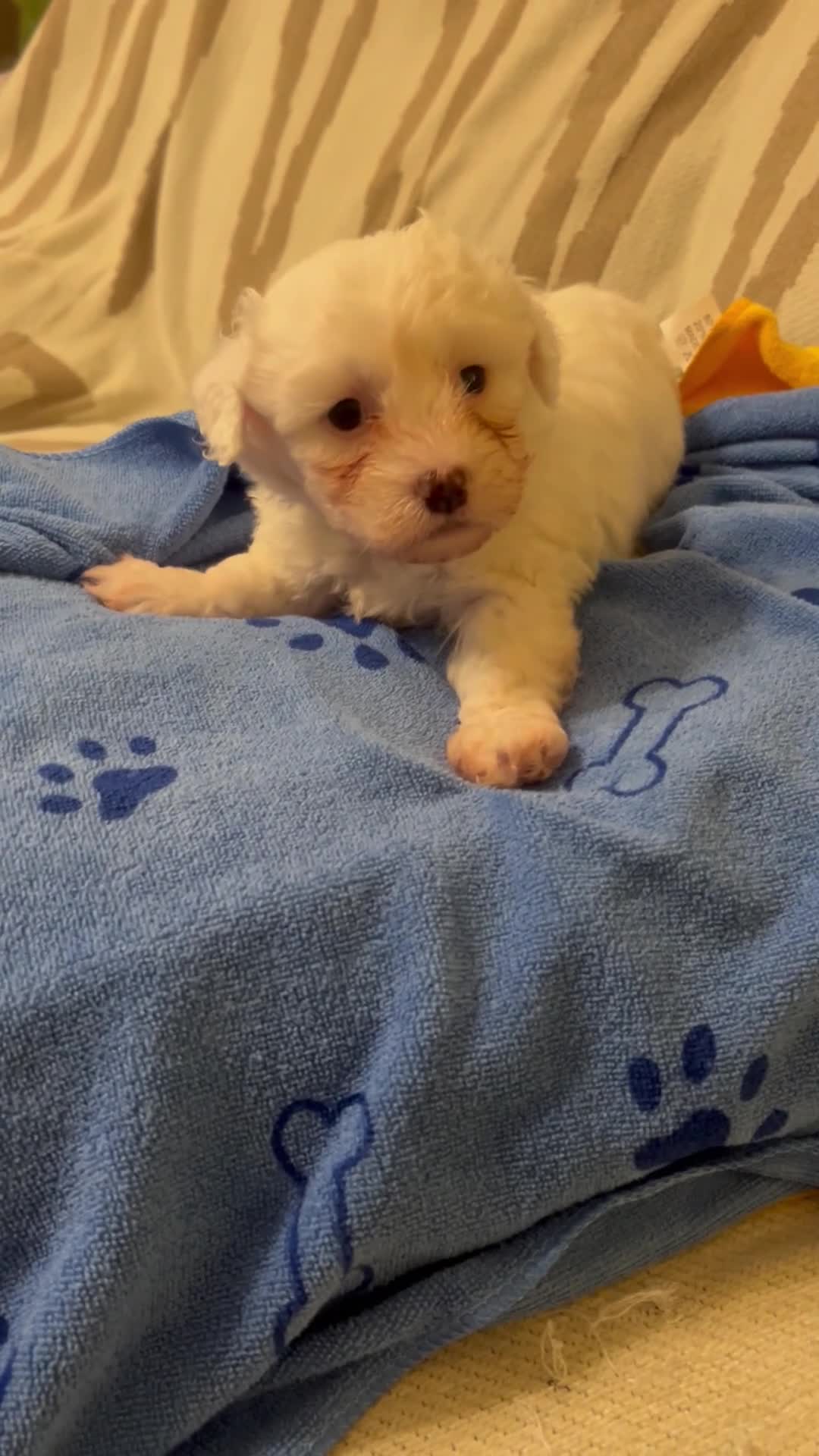 Mixed Breed dogs for sale: 6 Beautiful adorable Maltichon puppies  - Video 2