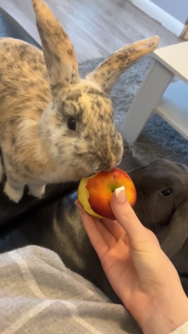 Mixed Breed rabbits for sale: bonded female rabbits  in Birmingham - Video 2