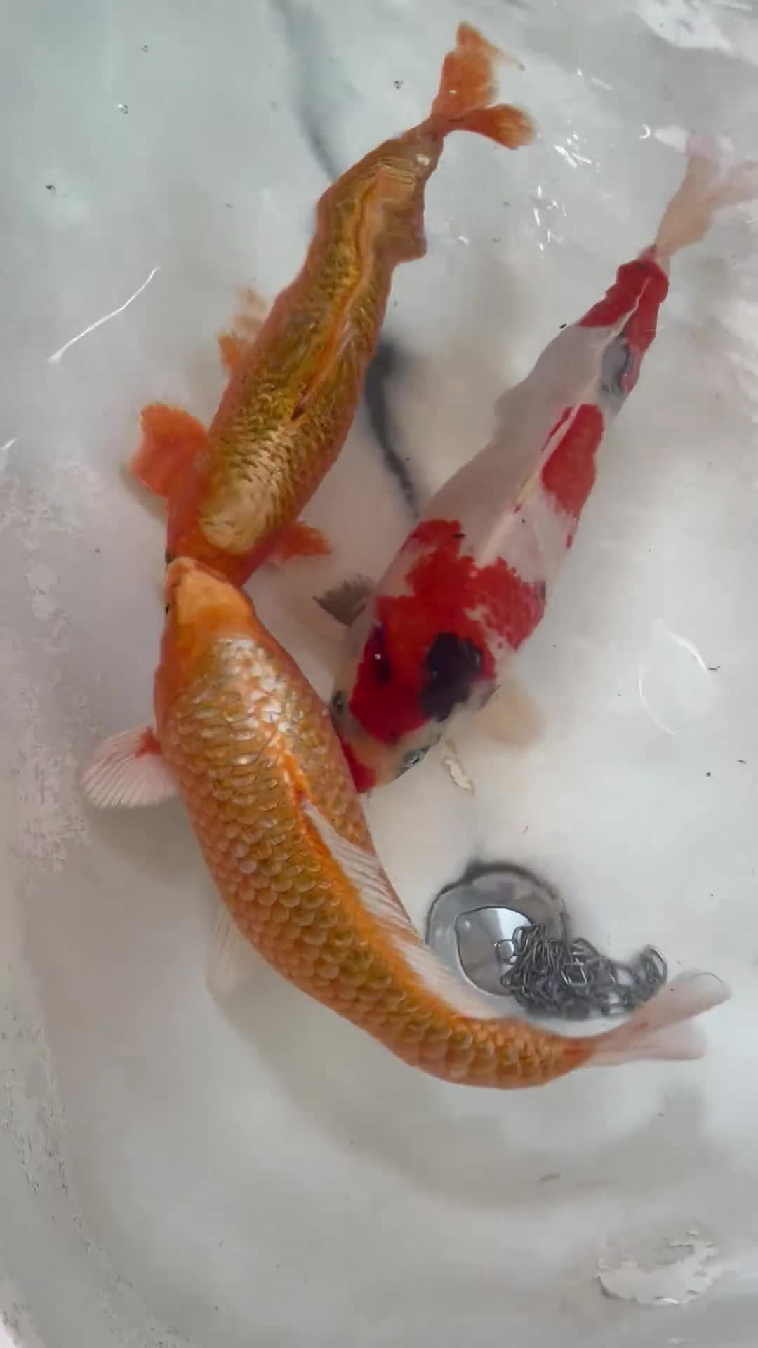 Koi Carp fish for sale: 16”-18” Koi for sale. - Video 1