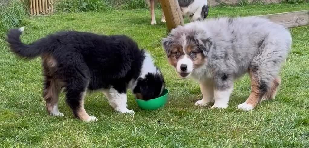 Australian Shepherd dogs for sale: The last beautiful female Australian Shepherd in Poole - Video 2