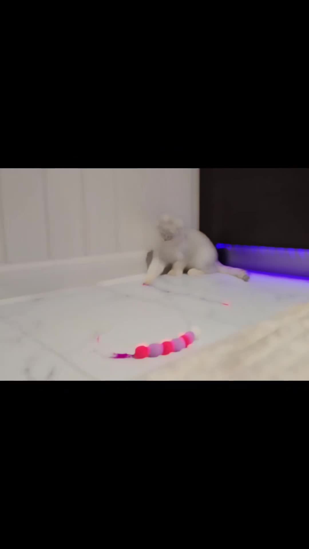Scottish Fold cats for sale: Scottish Fold Kittens - Video 1