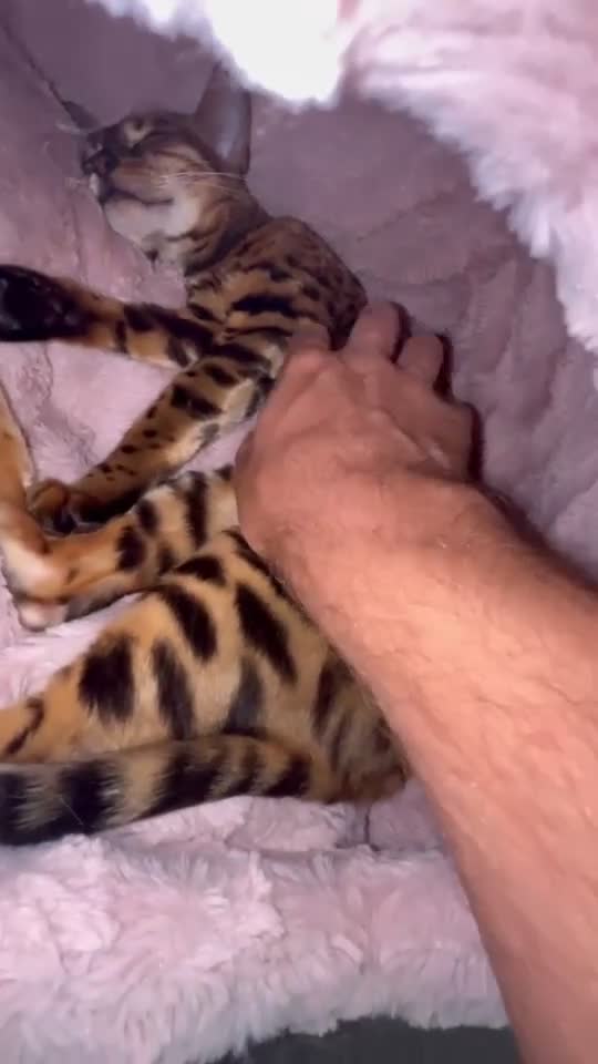 Bengal cats for sale: ❤️ Stunning Purebred TICA-Registered Bengal Female - Video 1