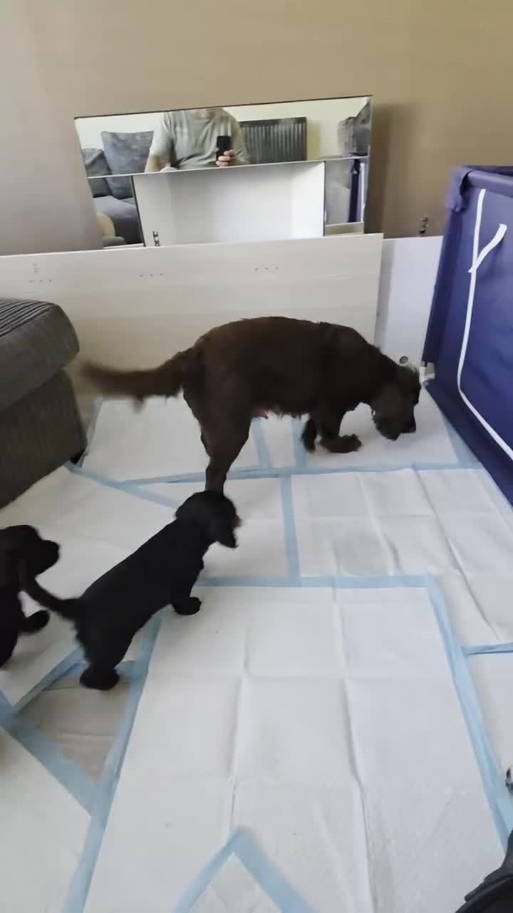 Cocker Spaniel dogs for sale: Cocker spaniel puppies in Sandhurst - Video 1