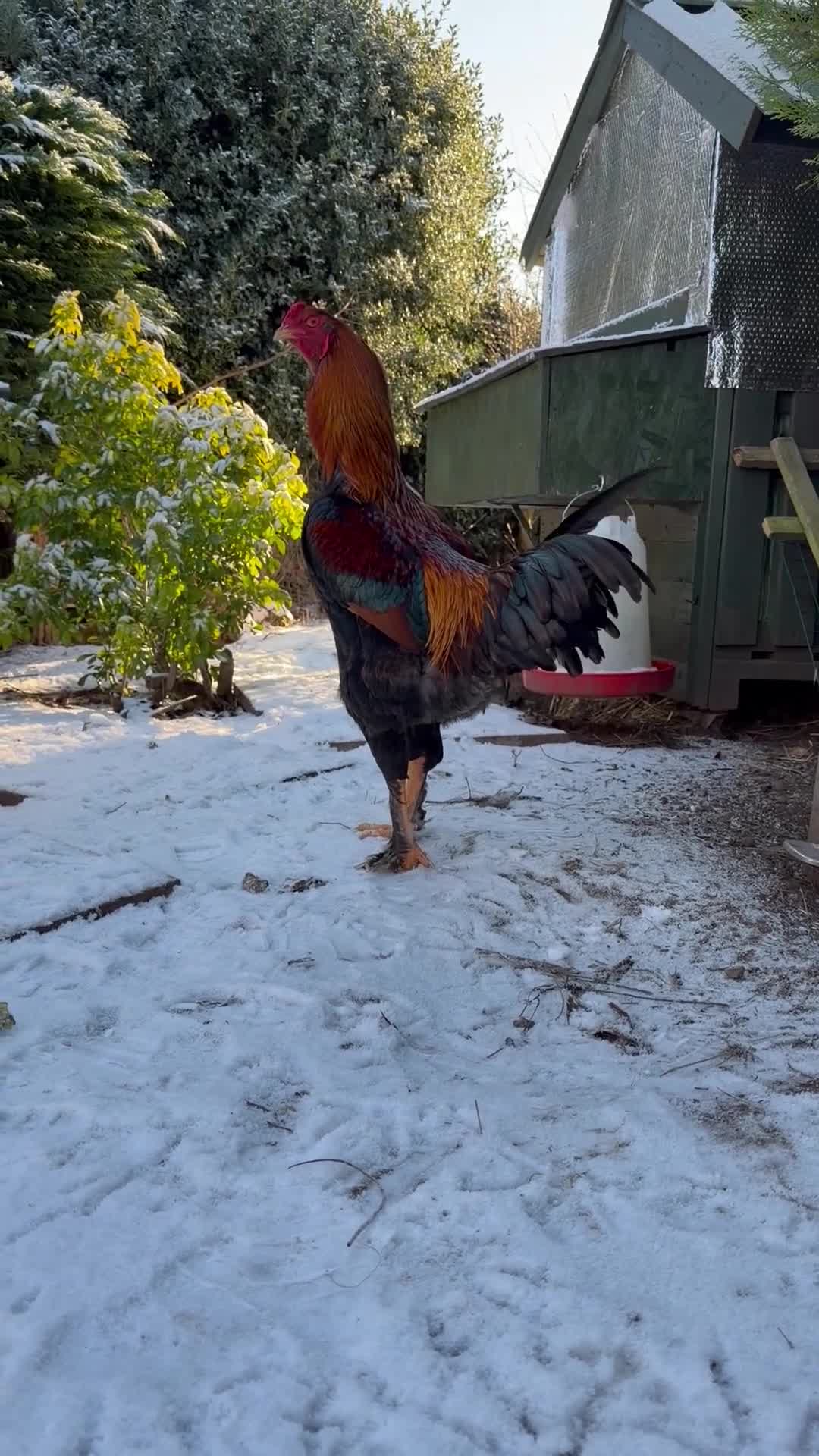 Chickens poultry for sale: Aseel & Brahma Mix  - Video 1