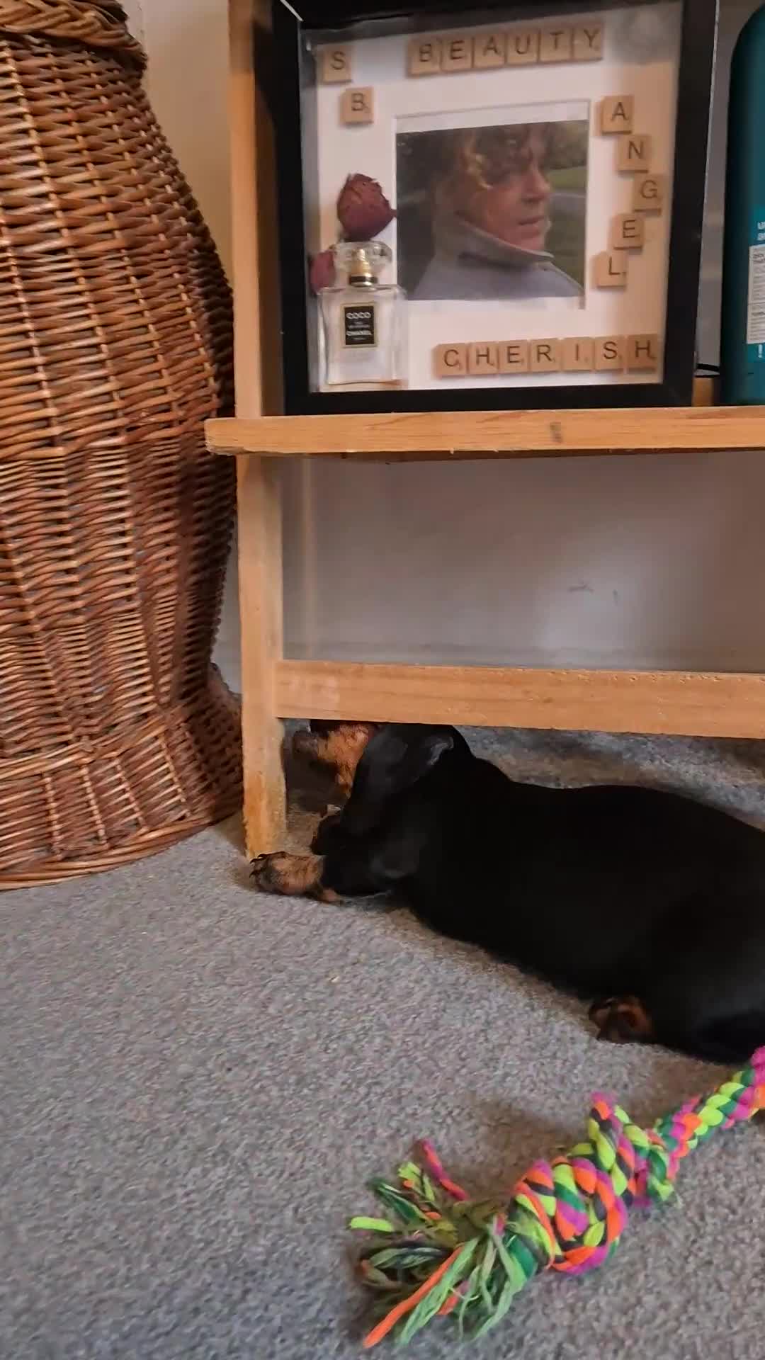 Miniature Dachshund dogs for sale: 🐾​Elite KC One left Reduced from 1400!🐾 - Video 4