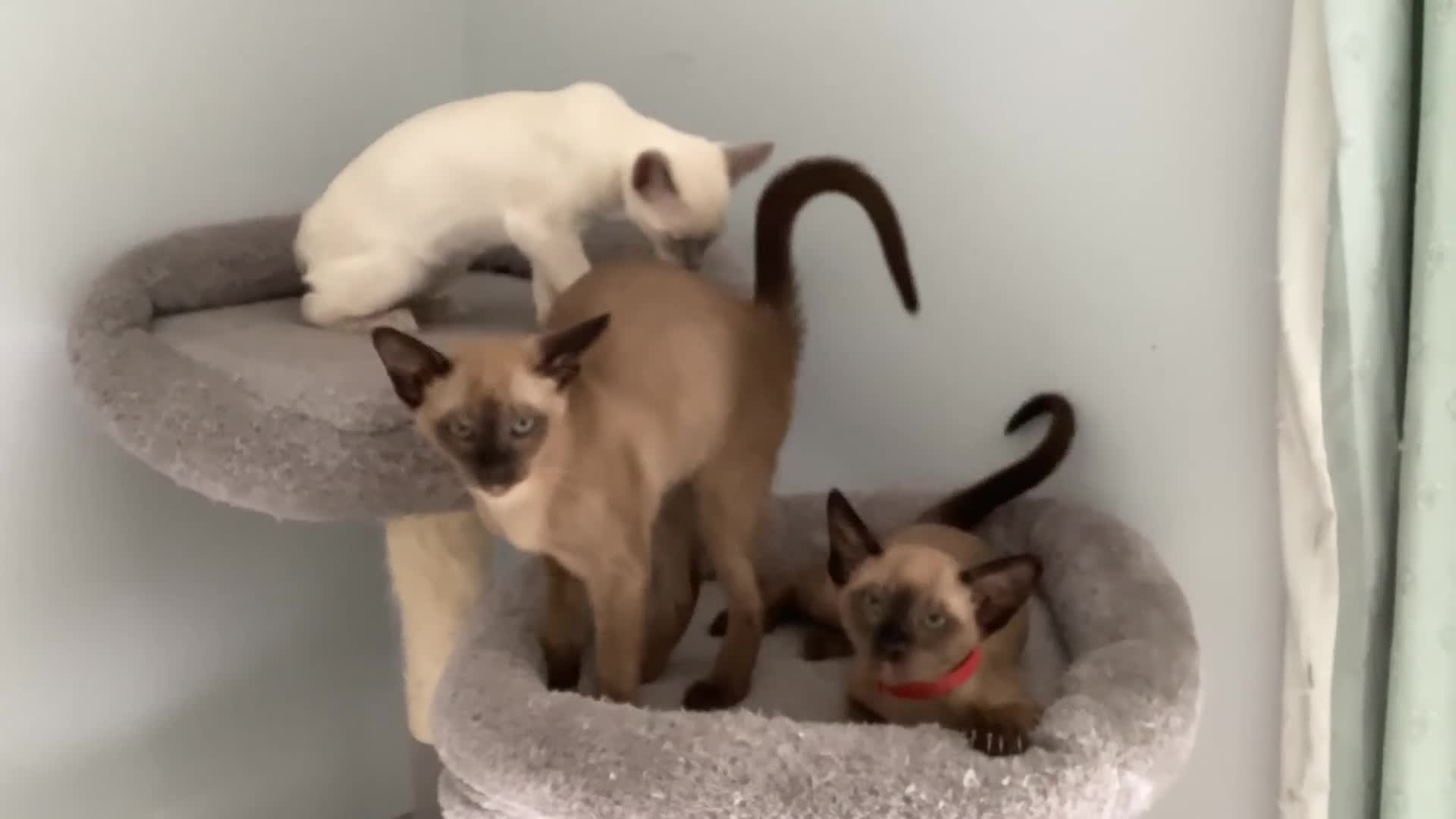 Burmese cats for sale: Burmese x Siamese, registered GCCF Tonkinese. - Video 2
