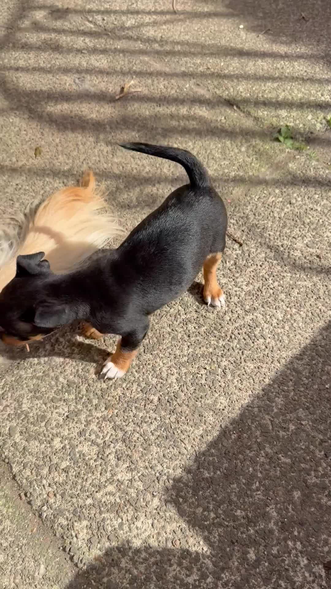 Jack Russell dogs for sale: Beautiful Jack Russell Puppies - Video 2