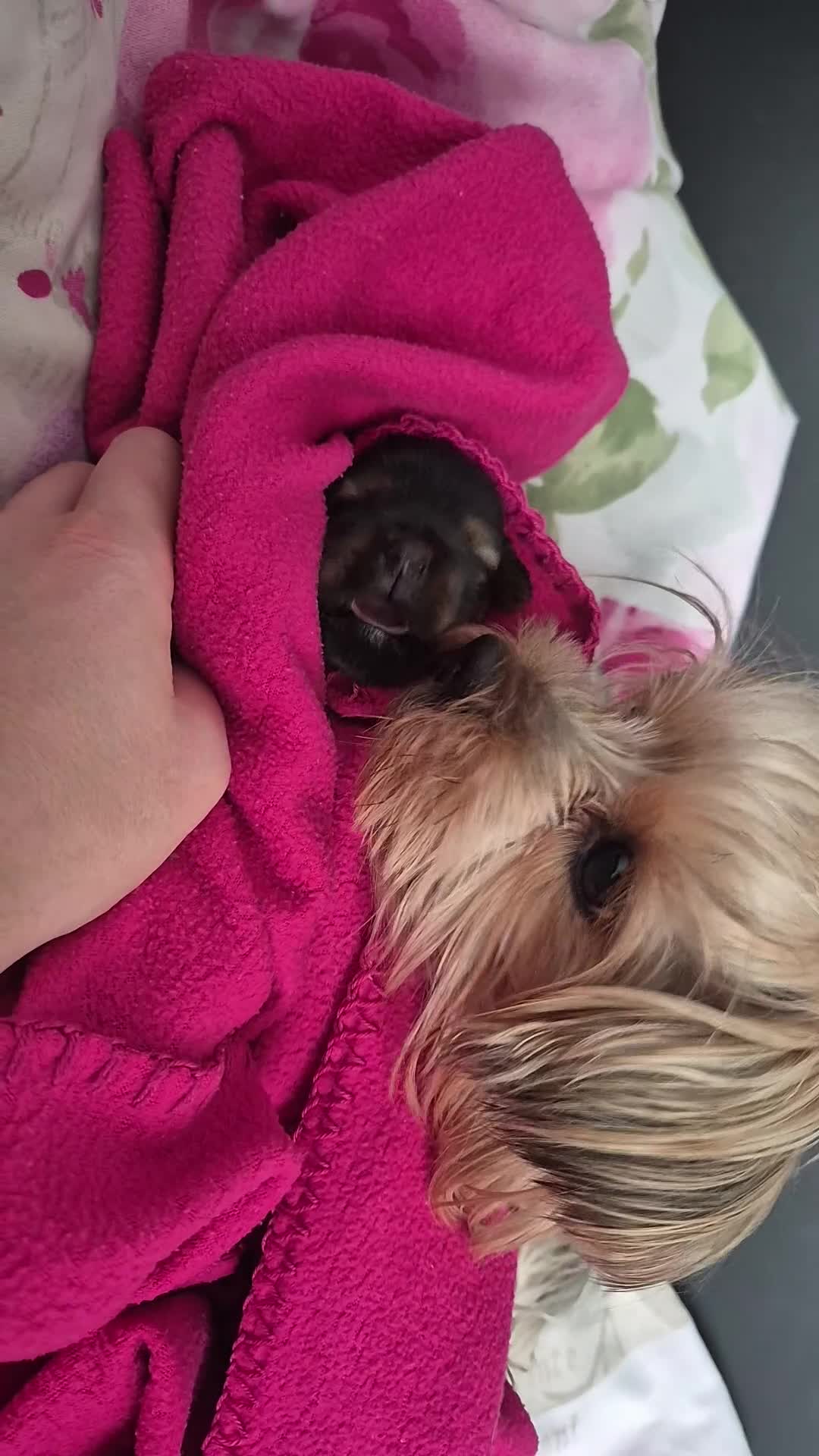 Yorkshire Terrier dogs for sale: Adorable Female Yorkie Puppy Looking for a Home 🌸 - Video 2