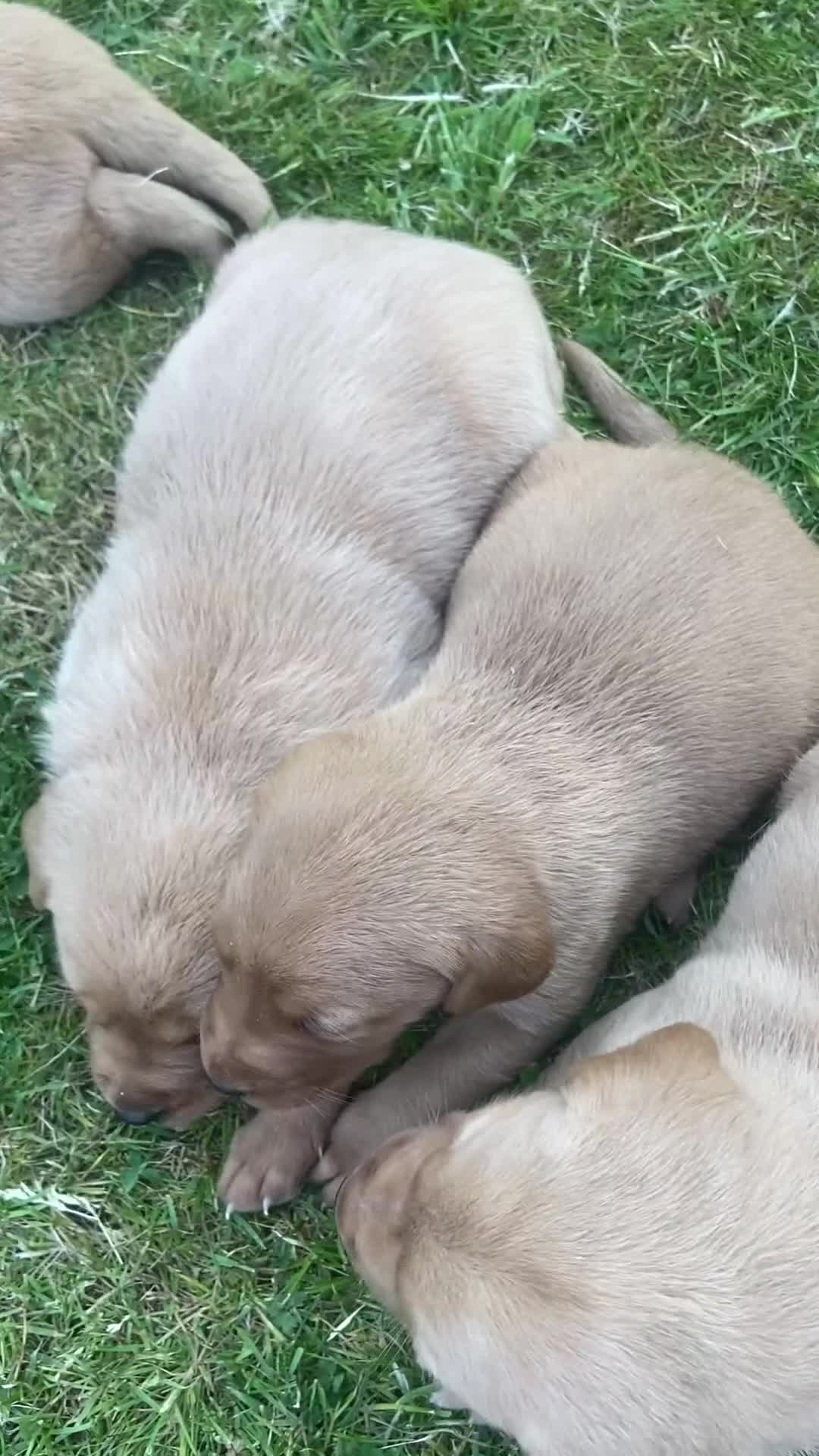 Labrador Retriever dogs for sale: Fox Red Labrador puppies with working lines in Horsham - Video 3