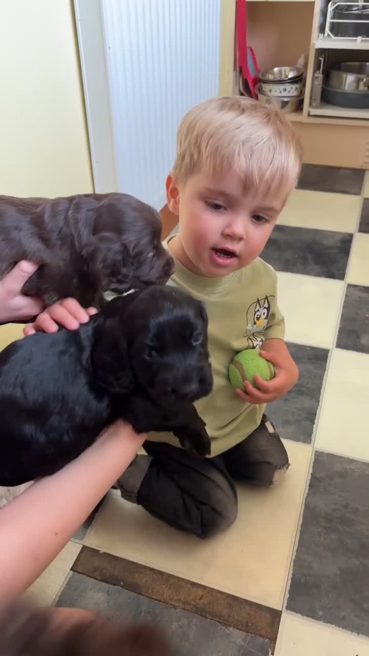 Cockapoo dogs for sale: F1b Cockapoo Puppies, Forever Home Ready 🐕‍🦺🐾 - Video 5